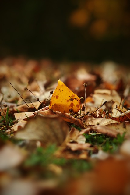 双园联动 双园联动